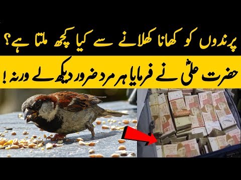 Parindo Ko Khana Khilane Ke Fawaid | Imam Ali (R.A) Ne Farmaya - Ilm Ki Baat