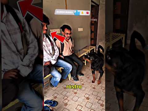 Este Rottweiler paralizó a estos chicos con su mirada #rottweiler #perros #animals