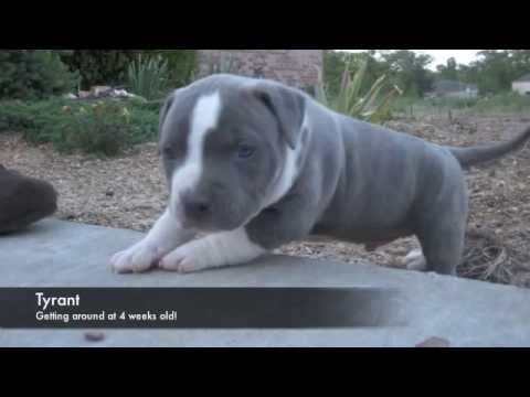 Pitbulls For Sale In South Texas 12 2021 Pitbulls For Sale In South Texas 12 2021