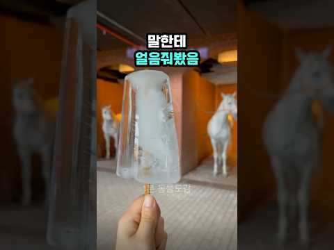 동물들은 왜 얼음을 좋아할까?