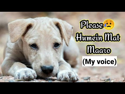 "Humein mat maaro" voice by me