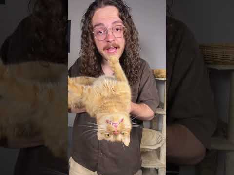 There’s a reason you never hear about guilty cats