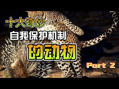 十大奇妙自我保護機制的動物 2【超越思维】 - YouTube