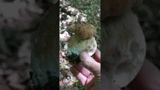 Found Giant Mushrooms in the Forest!