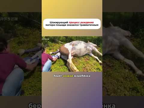 Процесс рождения #животные #история #лошади #помощь #природа