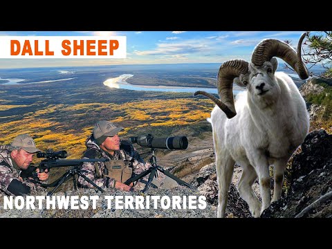 DALL SHEEP : UNE AVENTURE EXCEPTIONNELLE DANS LES NORTH TERRITORIES
