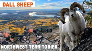 DALL SHEEP : UNE AVENTURE EXCEPTIONNELLE DANS LES NORTH TERRITORIES