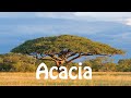 Understanding Acasia Video Structure