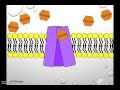 Exploring Cell Membrane Transport Mechanisms