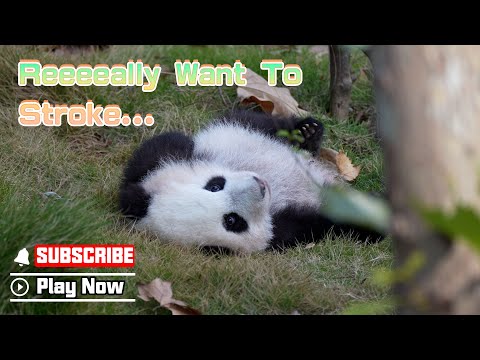 Who Could Resist Giving The Panda’s Fluffy Belly A Little Rub?  | iPanda