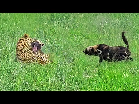 Leopard Paralyzes Wild Dog as Pack Fights Back