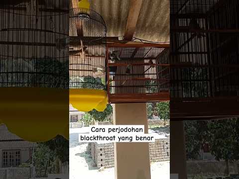 perjodohan blackthroat yang benar