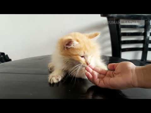 Empus Oyen ditinggal sendiri #suarakucing #kitten #cat