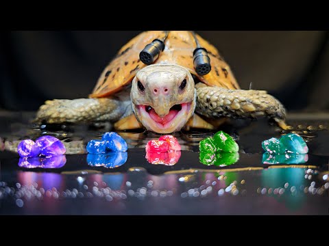 Satisfying ASMR Mukbang Eating Infinity Stones 💎 Turtle Tortoise 170 🐢