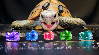 ASMR Mukbang Eating Infinity Stones 💎 Turtle Tortoise 170 🐢
