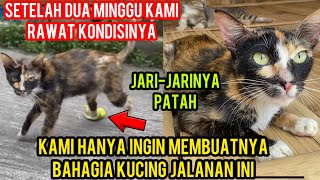 Kondisi Kucing Jalanan Yang Kakinya Sakit Di Balut Perban Ini Sekarang..‼️