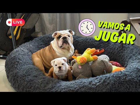 Tarde de juego con Peligro y Rocket 🐶🚀