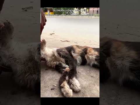 ÖLMEK ÜZRE OLAN ANNE KEDİ VE YARDIM ELİ UZATAN GÜZEL İNSAN❤