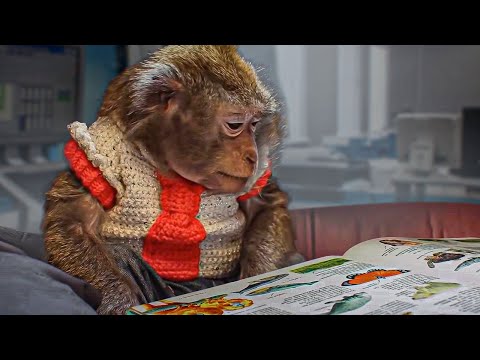 ЕЁ ИНТЕЛЛЕКТ ЗАШКАЛИВАЕТ! САМАЯ УМНАЯ ОБЕЗЬЯНА В МИРЕ