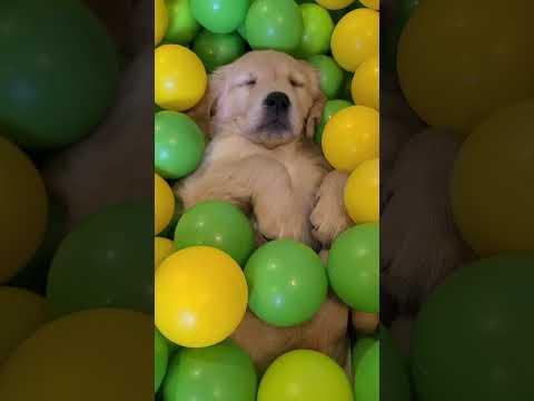 Puppies in a BallPit! Ft- gracies.goldens