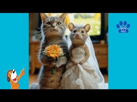 O Gato quer Casar com uma Rata?😲 - Binho e Mel #Pate 1