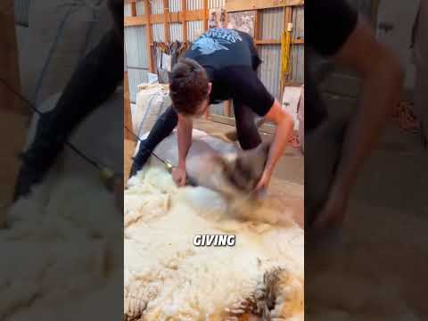 Haircut for sheep#animals #funny #sheep
