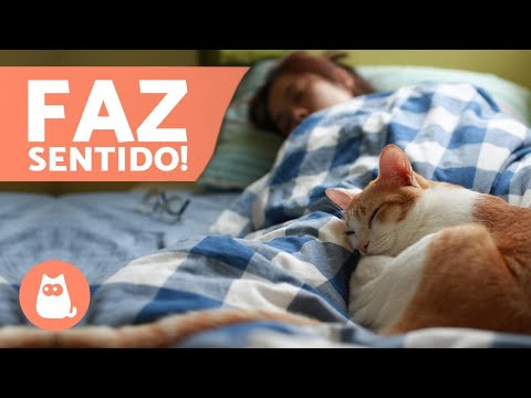 Por que o meu gato dorme nos meus pés? 🐱💤🏻🐱💤 5 causas!
