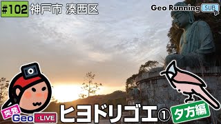 🔁【突発GeoのサブCH再録102】ヒヨドリゴエ①🪶《夕方編》｜神戸市 湊西区／突発GeoLIVE 2022-02-09