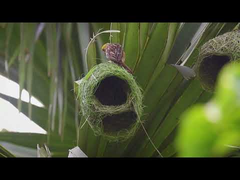 Nature's Aviary Engineers at work🏗️🐦 #weavers  #nest #nature #birdnest #relaxing  #shorts