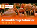 Exploring Animal Group Behavior for Kids