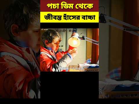 পচা ডিম থেকে জীবন্ত হাঁসের বাচ্চা||Duckling||#shortvideo #shorts #explaininbangla