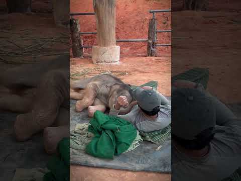 Hugging myself is not as warm as hugging you. (กอดตัวเองไม่อุ่นเท่ากอดเธอ) #animals #family #cute