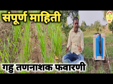 गहु तणनाशक फवारणी संपूर्ण माहिती wheat Herbicides information