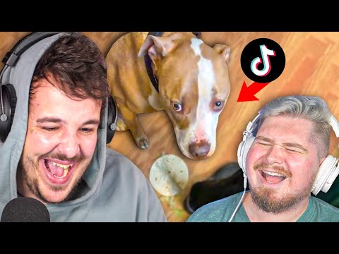 TIKTOKS that would make your dog sad