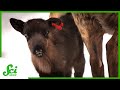 Exploring Alaska: A Scientific Journey