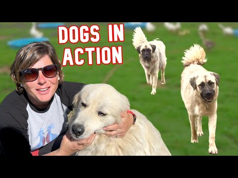 How Fast Can They Get To a Predator? (Livestock Guardian Dog Speed Test)