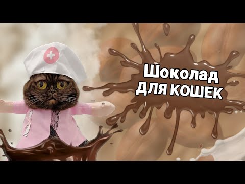 Можно ли котам шоколад? #коты #питомцы