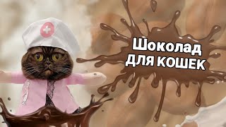 Можно ли котам шоколад? #коты #питомцы
