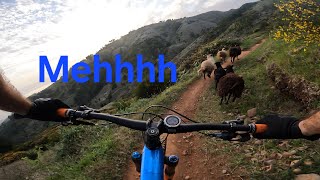 "My" backyard trail   ||  Madeira Island MTB