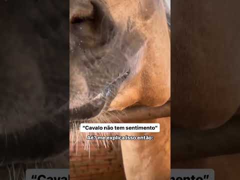 #abccmm #abccmm_oficial #abccmmarchador #mangalargamarchador #cavalos #horse