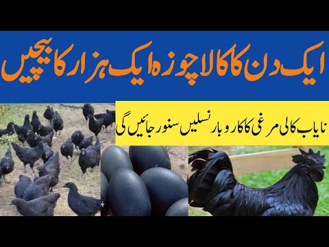 Ayam Cemani Business|Black Hen Farming|Business Idea