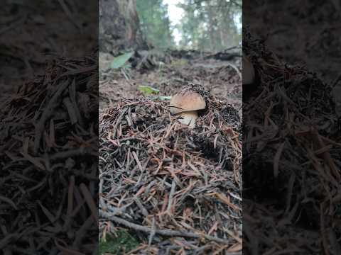 Fireball?🤔🍄 #mushroom #funghi #porcini #boletus #nature