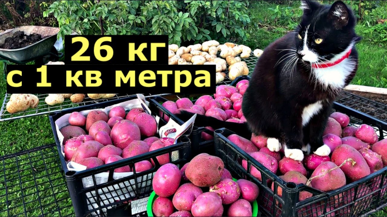 Новый урожайный сорт картошки - шарвари пирошка