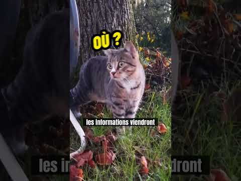 La méthode pour retrouver son chat 🐱  #shorts #chats