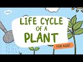 Plant Life Cycle and Growth