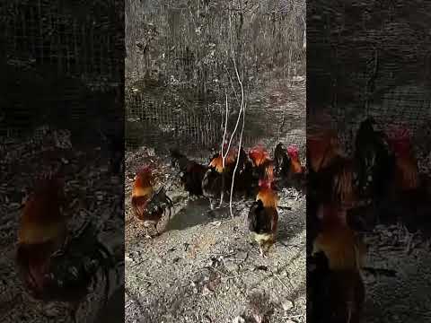 This scene is enough for a hen to brag about for a lifetime.