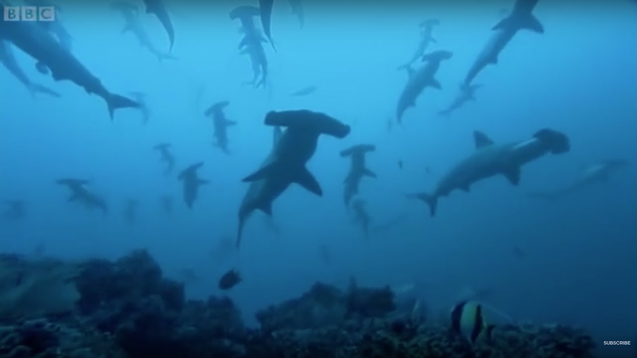 Hammerhead Sharks Gather In Costa Rica BBC Earth