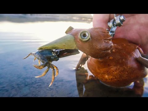 Dabchick ~23~ Catching Crabs