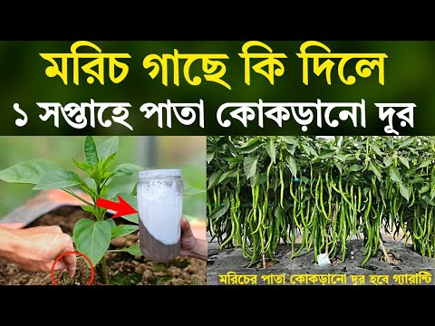 মরিচ গাছের কি দিলে - ১ সপ্তাহে পাতা কোকড়ানো দূর হবে - মরিচের দ্বিগুণ ফলন হবে - মরিচ চাষ পদ্ধতি