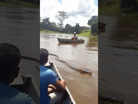Mysterious Life of Amazon Anaconda#River Exploration#Amazon Anaconda#River Exploration